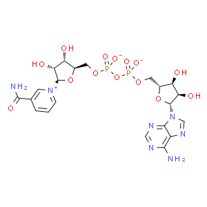 β-烟酰胺腺嘌呤二核苷酸水合物
